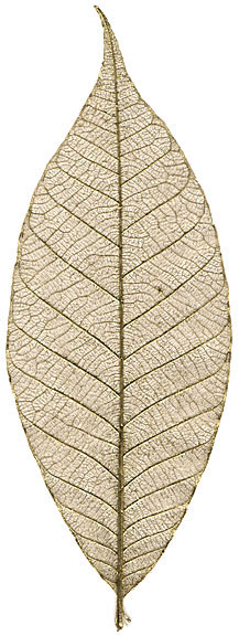 Rubber Tree Leaves - Gold 3"