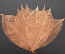 Rubber Tree Leaves - Copper