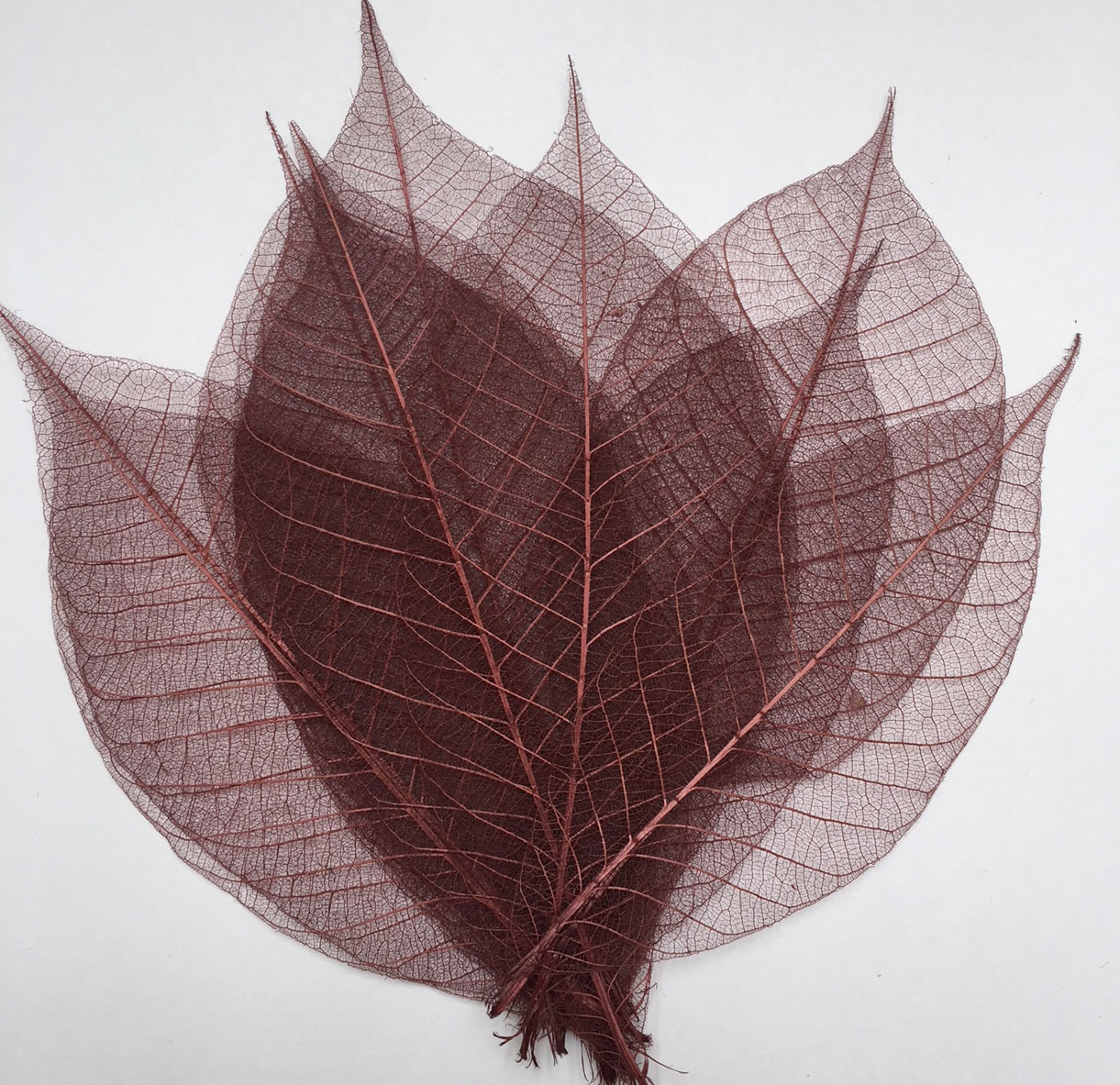 Rubber Tree Leaves - Plum